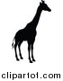 Vector Illustration of a Black Silhouetted Giraffe by AtStockIllustration