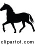 Vector Illustration of a Black Silhouetted Horse Prancing by AtStockIllustration