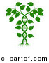 Vector Illustration of a Green DNA Double Helix Plant by AtStockIllustration