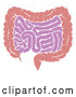 Vector Illustration of a Human Digestive System Showing the Gastrointestinal Tract by AtStockIllustration