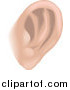 Vector Illustration of a Human Ear by AtStockIllustration