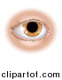 Vector Illustration of a Human Eye by AtStockIllustration