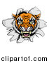 Vector Illustration of a Mad Tiger Mascot Head Breaking Through a Wall by AtStockIllustration