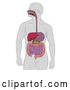 Vector Illustration of a Man with Visible Digestive Tract by AtStockIllustration