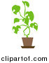 Vector Illustration of a Potted House Plant by AtStockIllustration