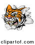 Vector Illustration of a Vicious Tiger Mascot Breaking Through a Wall by AtStockIllustration