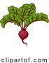 Vector Illustration of Beet or Beetroot Vegetable Illustration by AtStockIllustration