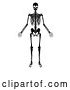 Vector Illustration of Black and White Human Skeleton by AtStockIllustration