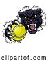 Vector Illustration of Black Panther Mascot Breaking Through a Wall with a Tennis Ball by AtStockIllustration