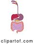 Vector Illustration of Diagram of Digestive Tract by AtStockIllustration