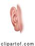 Vector Illustration of Ear Five Senses Human Body Part Sense Organ Icon by AtStockIllustration