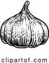 Vector Illustration of Garlic Bulb by AtStockIllustration