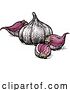 Vector Illustration of Garlic Bulbs by AtStockIllustration