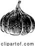 Vector Illustration of Garlic by AtStockIllustration