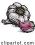 Vector Illustration of Garlic by AtStockIllustration