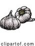 Vector Illustration of Garlic by AtStockIllustration