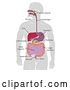Vector Illustration of Gray Silhouetted Guy with Visible Digestive Tract Diagram, Labeled with Text by AtStockIllustration