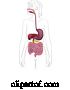 Vector Illustration of Human Digestive System Lady Anatomy Diagram by AtStockIllustration