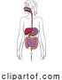 Vector Illustration of Human Digestive System Lady Anatomy Diagram by AtStockIllustration