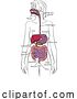 Vector Illustration of Human Digestive System Lady Anatomy Diagram by AtStockIllustration