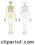 Vector Illustration of Human Skeletons by AtStockIllustration