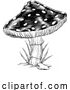 Vector Illustration of Mushroom Toadstool Fly Agaric Amanita Muscaria by AtStockIllustration