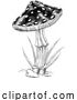 Vector Illustration of Mushroom Toadstool Fungus Vintage Engraved Woodcut by AtStockIllustration