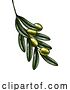 Vector Illustration of Olives Branch Illustration Vintage Woodcut by AtStockIllustration