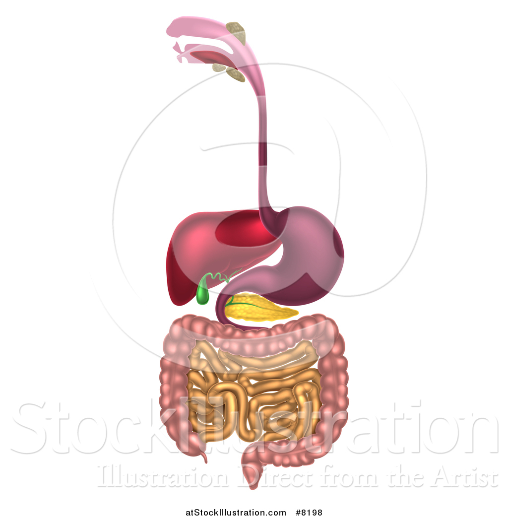 Vector Illustration of a 3d Diagram of the Human Digestive System ...