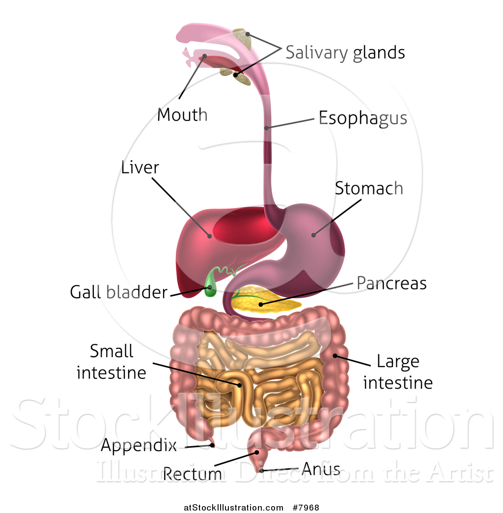 Vector Illustration of a 3d Labeled Diagram of the Human Digestive