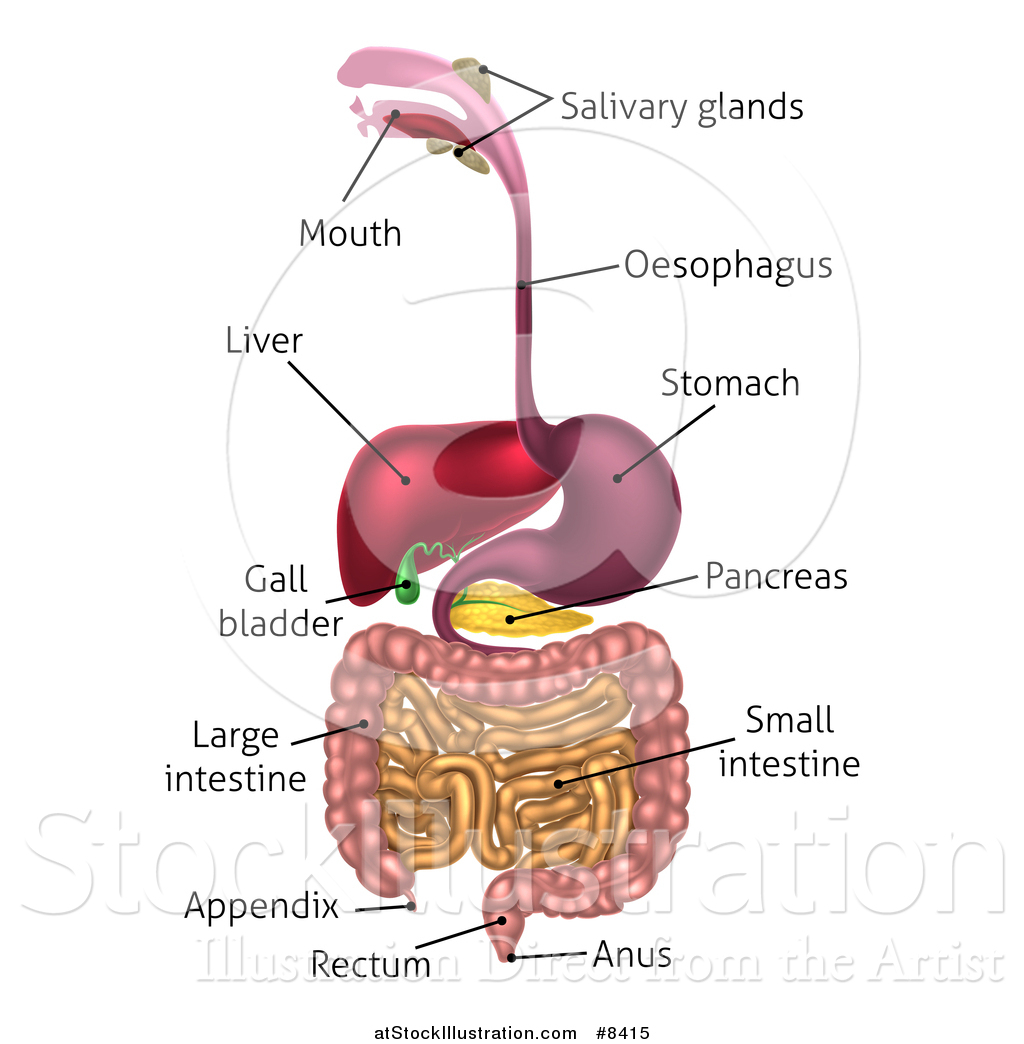 Digestive System Diagram For Students Choice Image - How 