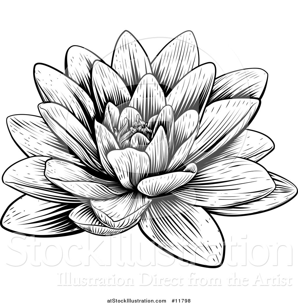 Black And White Lotus Flower Drawing : Simple Lotus Flower Drawing ...