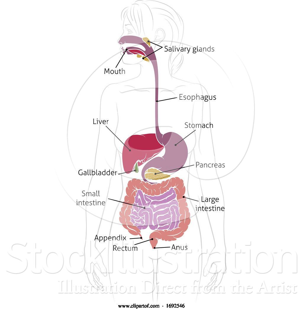 Vector Illustration of Human Digestive System Lady Anatomy Diagram by ...