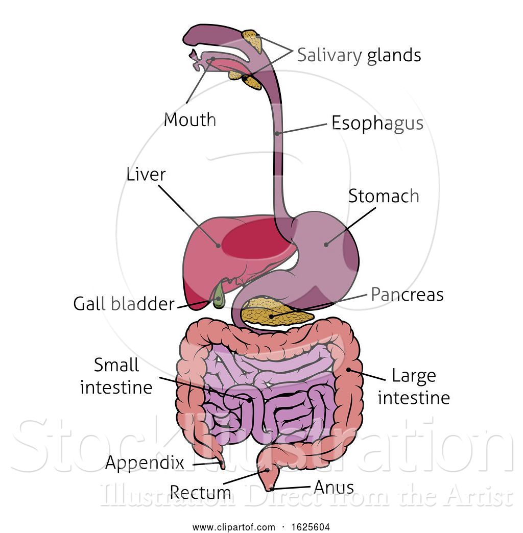 Vector Illustration of Human Gastrointestinal System Gut Digestive ...