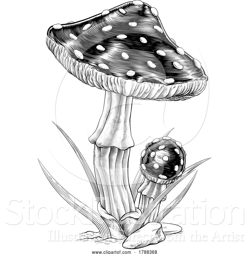 Vector Illustration of Mushrooms Toadstools Vintage Engraved Woodcut by ...