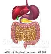 Vector Illustration of a 3d Diagram of the Human Digestive System, Digestive Tract, Alimentary Canal by AtStockIllustration
