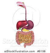 Vector Illustration of a 3d Diagram of the Human Digestive System, Digestive Tract, Alimentary Canal by AtStockIllustration