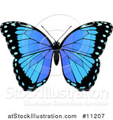 Vector Illustration of a Beautiful Blue Butterfly by AtStockIllustration