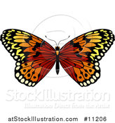 Vector Illustration of a Beautiful Butterfly by AtStockIllustration