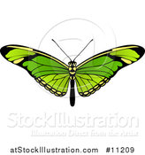 Vector Illustration of a Beautiful Green Butterfly or Moth by AtStockIllustration