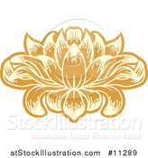 Vector Illustration of a Beautiful Yellow and Orange Water Lily Lotus Flower by AtStockIllustration