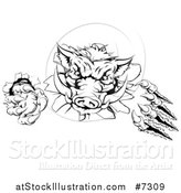 Vector Illustration of a Black and White Aggressive Clawed Boar Mascot Slashing Through a Wall by AtStockIllustration