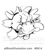 Vector Illustration of a Black and White Aggressive Duck Mascot Breaking Through a Wall by AtStockIllustration
