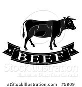 Vector Illustration of a Black and White Beef Banner and Cow by AtStockIllustration