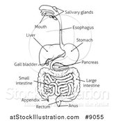 Vector Illustration of a Black and White Digestive Tract Diagram, Labeled with Text by AtStockIllustration