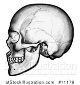 Vector Illustration of a Black and White Engraved Human Skull in Profile by AtStockIllustration