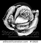 Vector Illustration of a Black and White Engraved Rose Flower on Black by AtStockIllustration