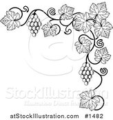 Vector Illustration of a Black and White Grape Vine with Bunches of Grapes and Leaves Curling Along a Top Right Corner Edge by AtStockIllustration