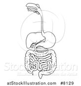 Vector Illustration of a Black and White Medical Diagram of the Human Digestive System, Tract or Alimentary Canal by AtStockIllustration
