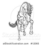 Vector Illustration of a Black and White Rearing, Charging or Jumping Horse by AtStockIllustration